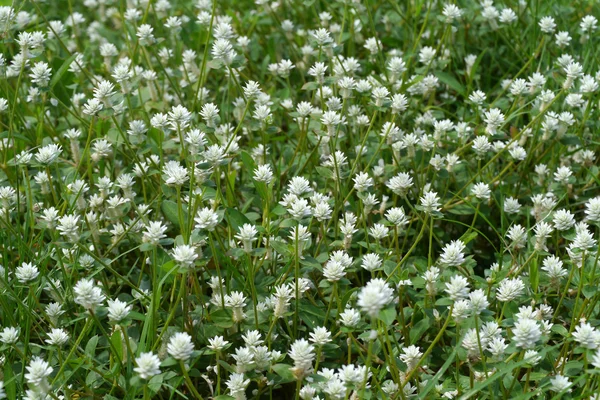 Erba di fiore bianca nella natura . — Foto Stock