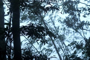 yağmur ormanı ve bulut örtüsü.