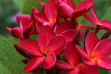 Tropikal çiçekler frangipani (plumeria)