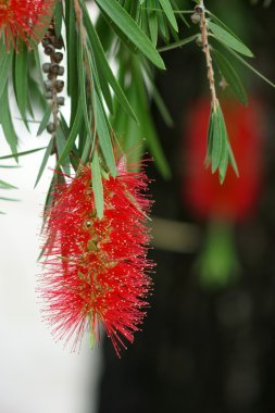 Kırmızı bottlebrush çiçek çiçeklenme