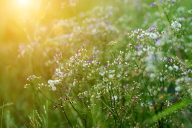 Yabani otların arasında günbatımı counterlight