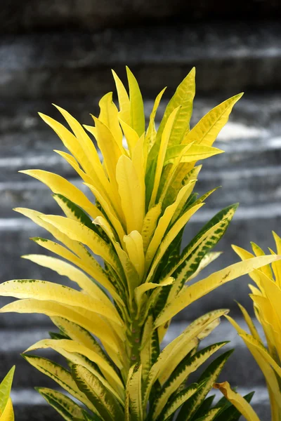 Gelber Schrittmacher im Garten. (codiaeum variegatum (l.)) — Stockfoto