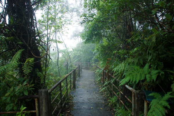 Paseo por la naturaleza en la selva tropical y cubierta de nubes . — Foto de Stock
