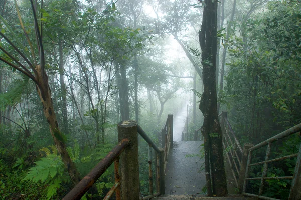 Paseo por la naturaleza en la selva tropical y cubierta de nubes . — Foto de Stock