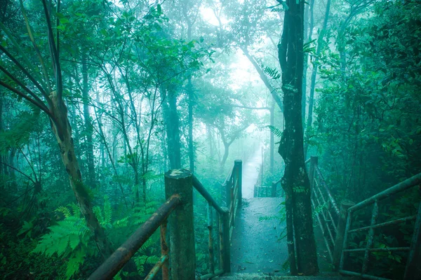 Paseo por la naturaleza en la selva tropical y cubierta de nubes . — Foto de Stock