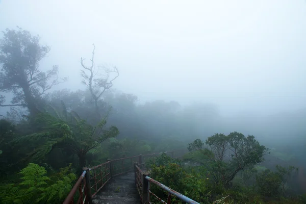 Nature walk in the rain forest and cloud cover.