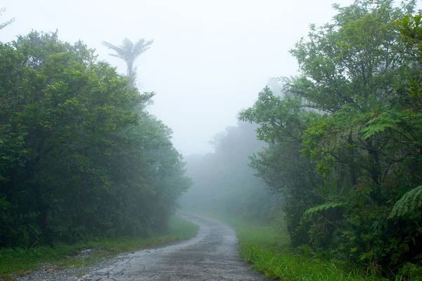 Naturen går i regnskogen och molntäcke. — Stockfoto
