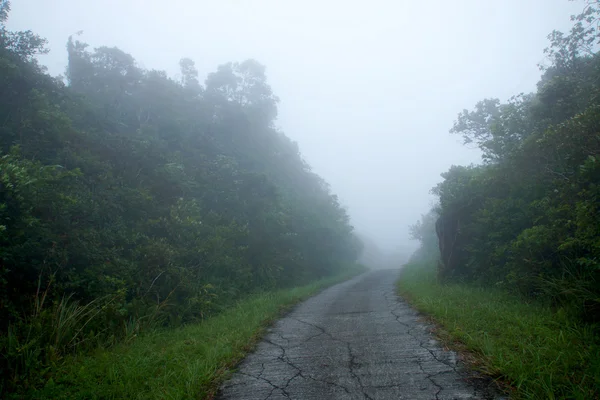 Natuur wandelen in het regenwoud en de bewolking. — Stockfoto