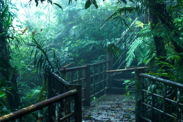 Paseo por la naturaleza en la selva tropical y cubierta de nubes . — Foto de Stock