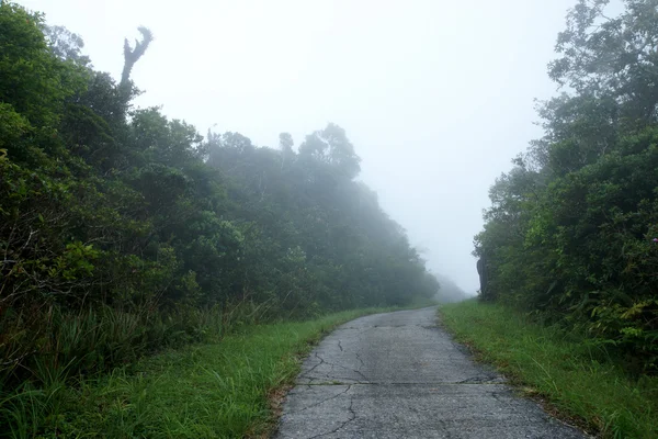 Promenade nature dans la forêt tropicale et couverture nuageuse . — Photo