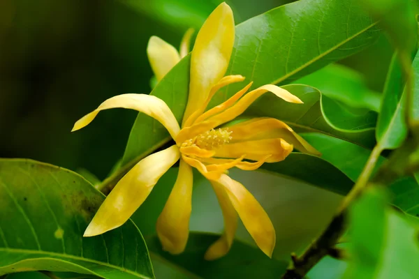 La flor de Champaka está floreciendo — Foto de Stock