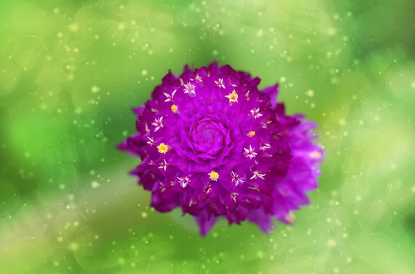Амарантовый цветок — стоковое фото