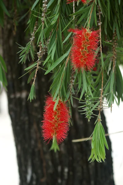 Červená bottlebrush květina v květu — Stock fotografie