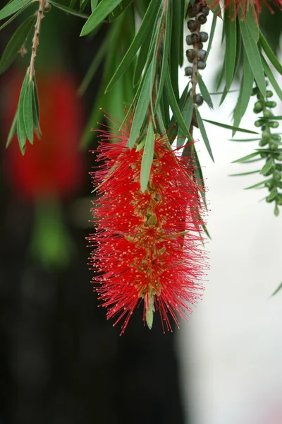 Červená bottlebrush květina v květu — Stock fotografie