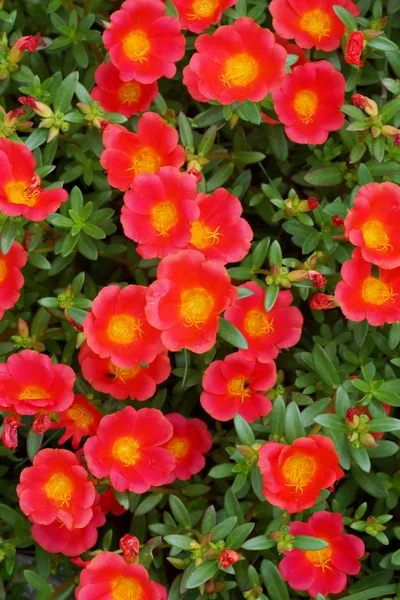 Portulaca flower in the garden — Stock Photo, Image