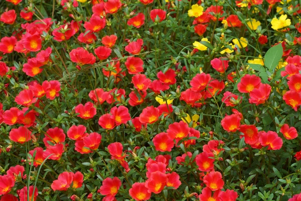 Portulaca Blume im Garten — Stockfoto