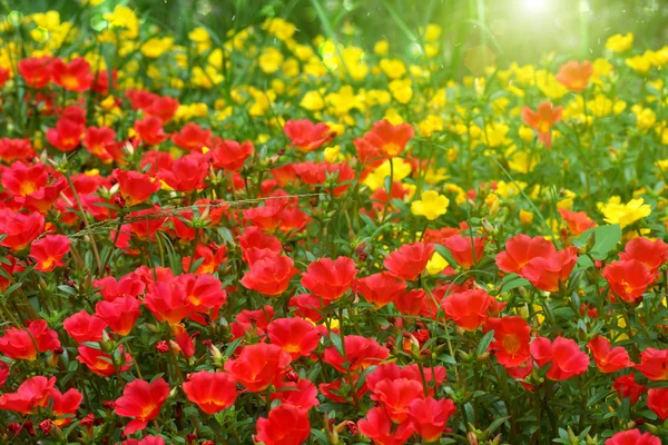 Portulaca flower in the garden — Stock Photo, Image