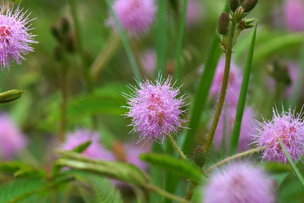 Красива квітуча рожева квітка чутливої рослини (мімоза ) — стокове фото