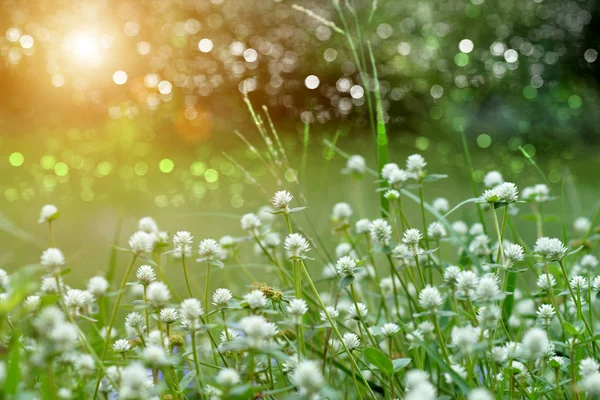 Hierba flor blanca en la naturaleza . —  Fotos de Stock