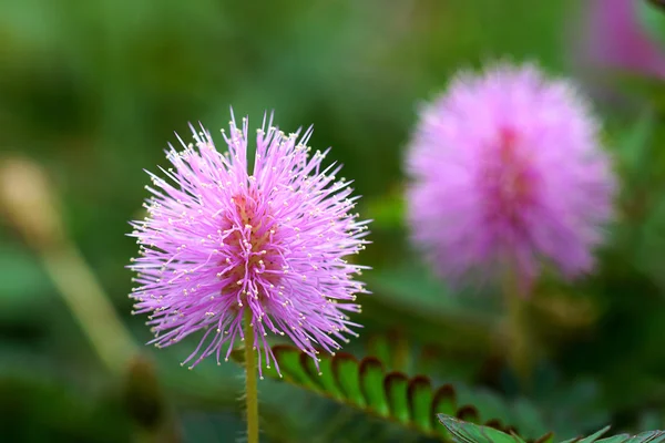Bellissimo fiore rosa fiorito di pianta sensibile (mimoza ) — Foto Stock