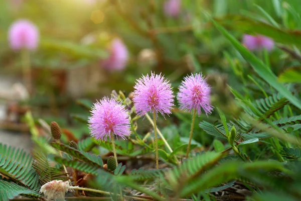 Beautiful blooming pink flower of sensitive plant (mimoza) — Stock Photo, Image