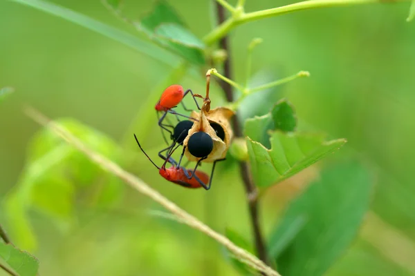 Ballong vine, hjärtat ärter, hjärta frö, släta blad hjärtat Pea — Stockfoto