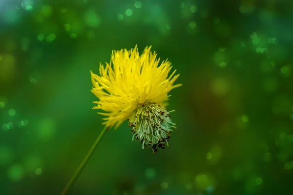 水含羞草，水敏感植物的黄色的花. — 图库照片