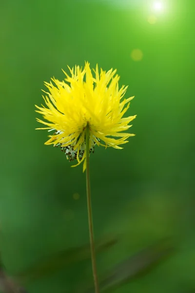 Flor amarela de mimosa de água, planta sensível à água . — Fotografia de Stock