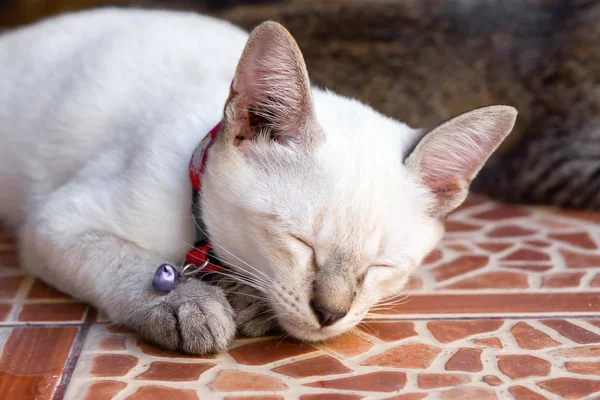 Gato dormindo — Fotografia de Stock