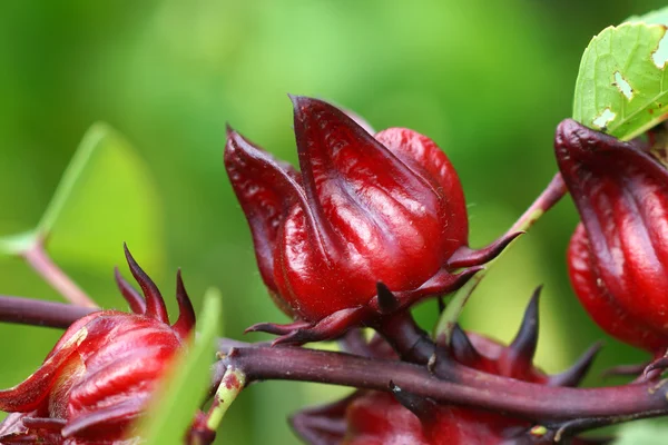Hibiscus sabdariffa of roselle vruchten — Stockfoto
