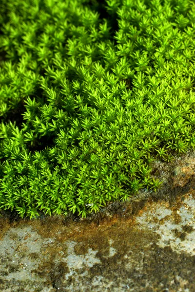 Bark and moss — Stock Photo, Image