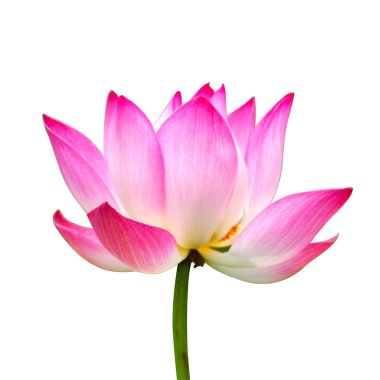 Lotus izole beyaz zemin üzerine.