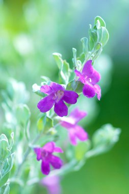 güzel pembe Leucophyllum frutescens çiçekler ve arılar g