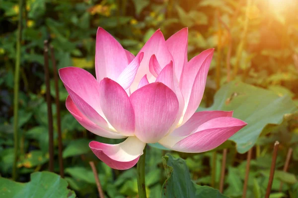 Lotus rose le matin . — Photo