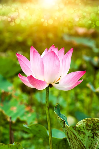 Pembe lotus. — Stok fotoğraf