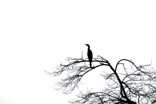 Siluetas de árboles muertos y aves . —  Fotos de Stock