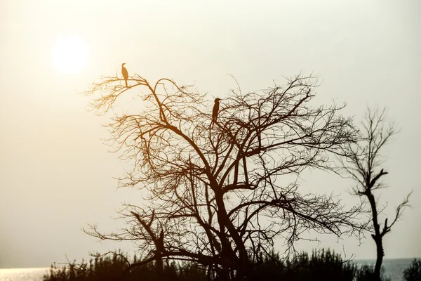 Silhouettes of dead trees and bird. — Stock Photo, Image