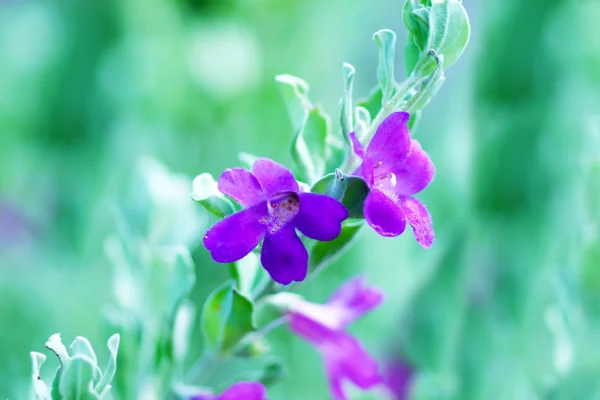 美しいピンクの Leucophyllum の frutescens 花と蜂 g の — ストック写真