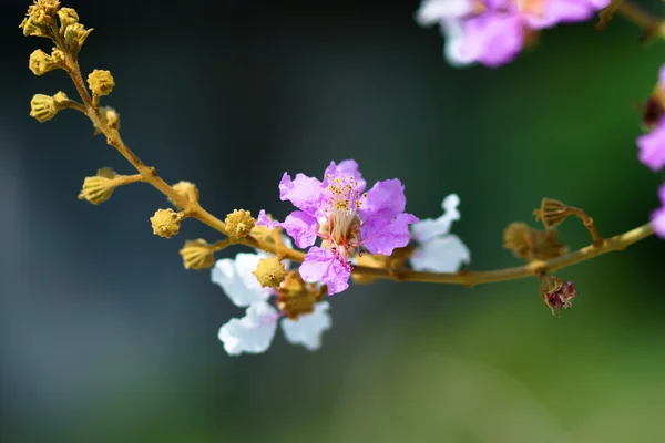 Fialová barva královny krep myrta květ. (Lagerstroem ia spec — Stock fotografie