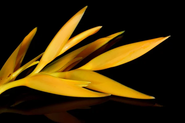 Tropical heliconia flower — Stock Photo, Image