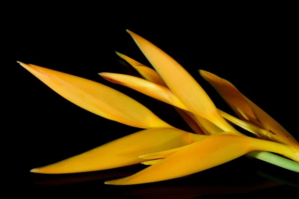 熱帯ヘリコニアの花 — ストック写真
