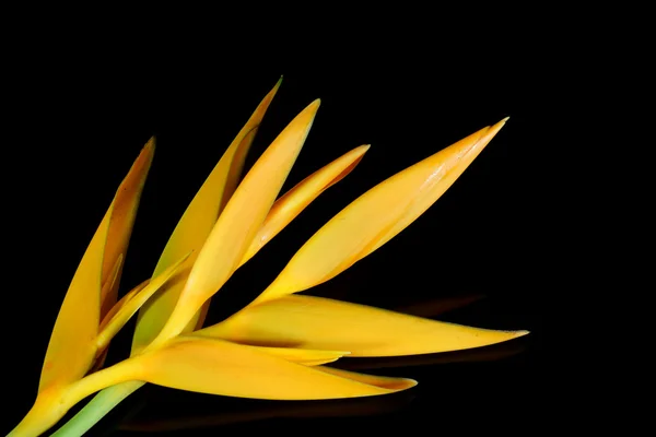 Tropical heliconia flower — Stock Photo, Image