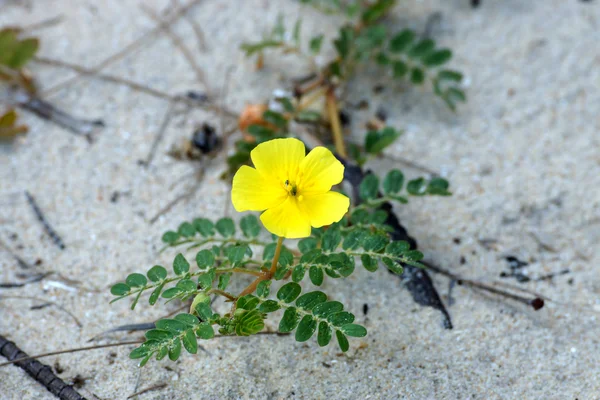 Flores amarillas. (Tribulus terrestris Linn .) — Foto de Stock