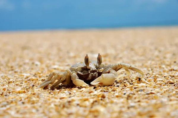 Caranguejo na praia — Fotografia de Stock