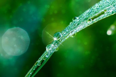 sabah taze çimen çiy ile damla.