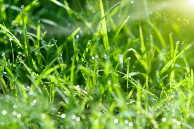 sabah taze çimen çiy ile damla.