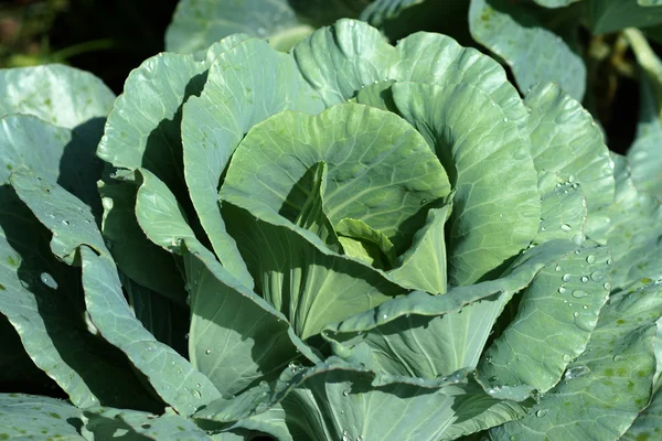 Close-up van verse kool in de moestuin — Stockfoto