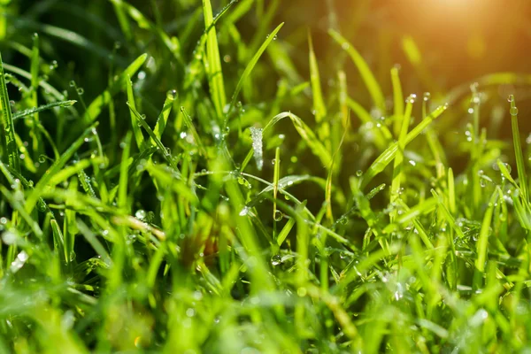 Verse gras met dauw druppels in de ochtend. — Stockfoto