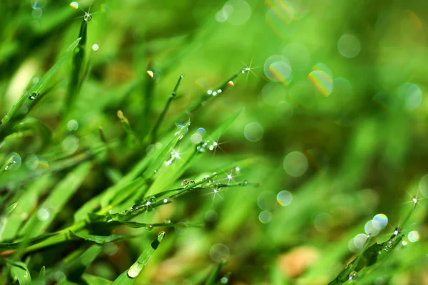 Hierba fresca con gotas de rocío en la mañana . — Foto de Stock