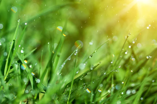 Fresh grass with dew drops in the morning. — Stock Photo, Image